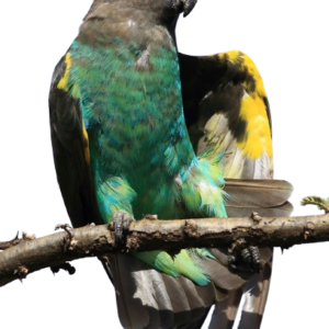 Meyer's Parrots