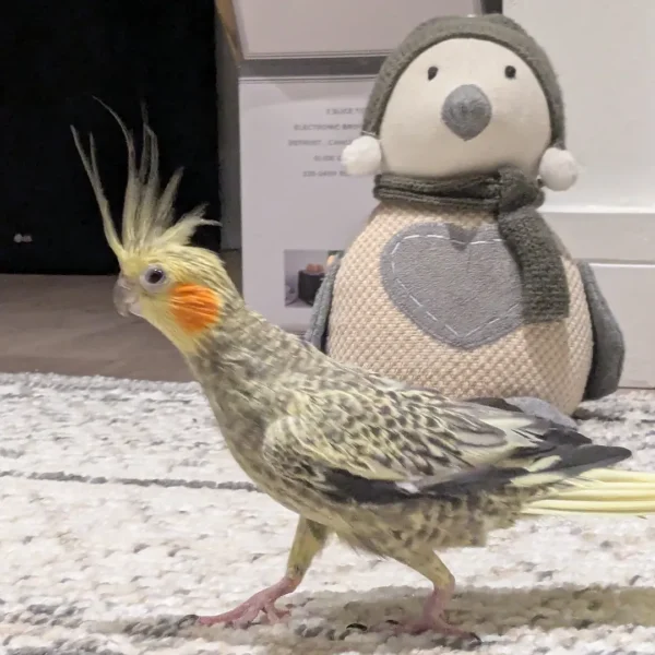 cockatiel parrots for sale