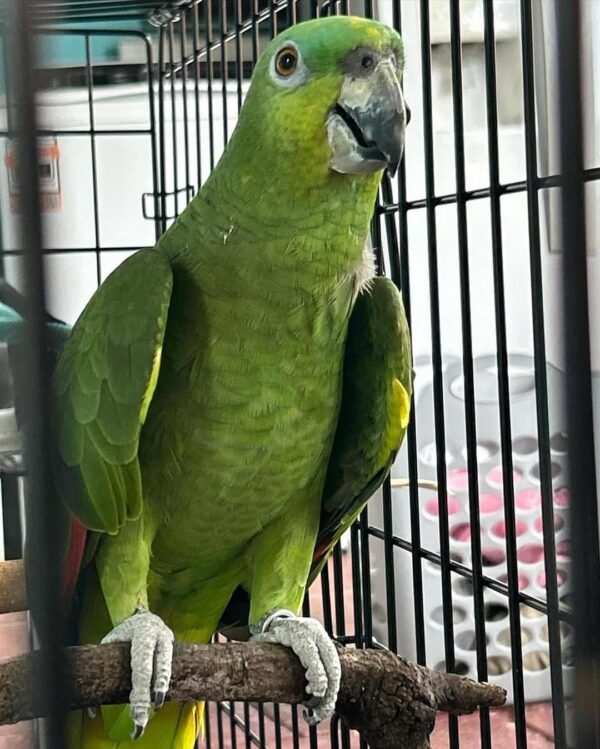 amazon parrots for sale near me