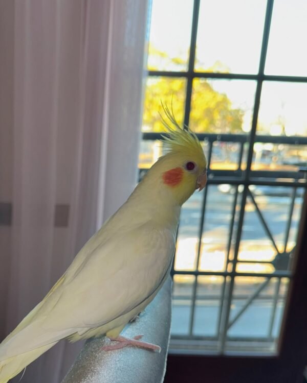 Whiteface cockatiel birds for sale