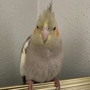 cockatiel birds for sale near me