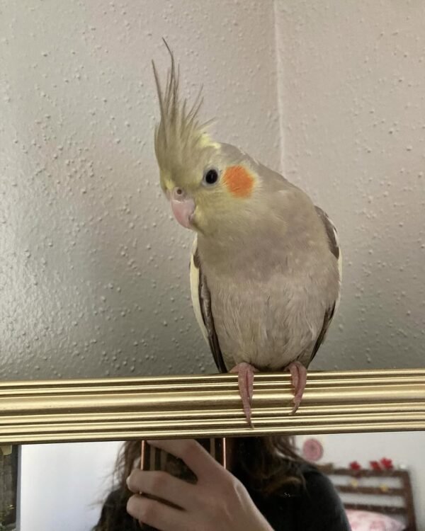 cockatiel birds for sale near me