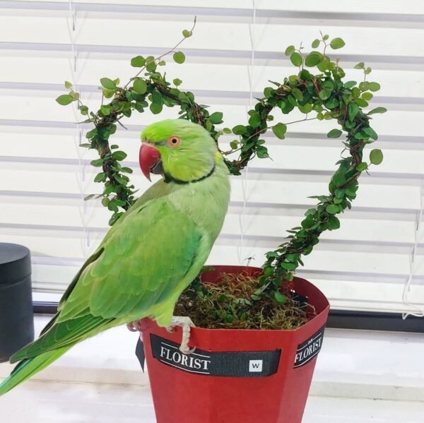Ringneck birds for sale