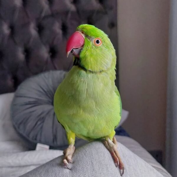 Ringneck birds for sale