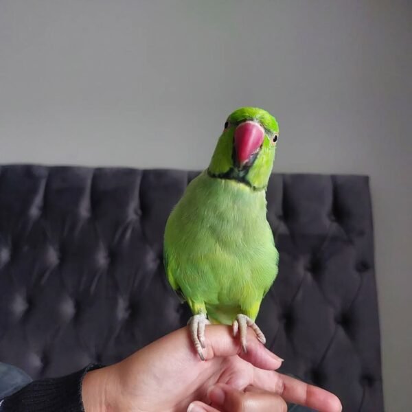 Ringneck birds for sale