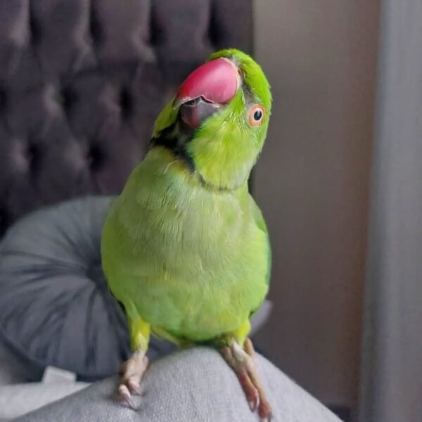Ringneck birds for sale