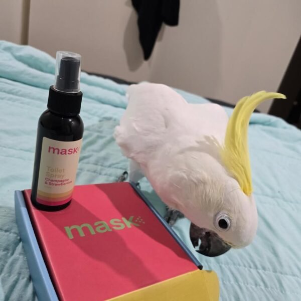 Moluccan Cockatoo parrots for sale