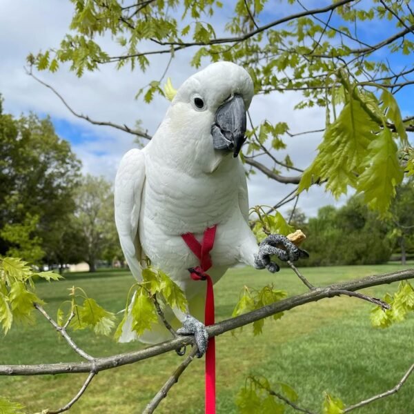Western Corella Cockatoo parrots for sale