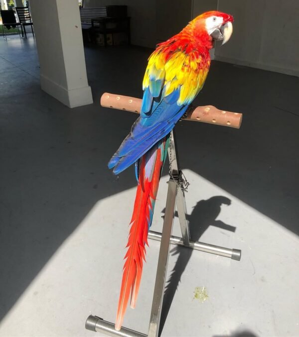 Glaucous Macaw parrots for sale