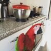 mini macaw parrots for sale