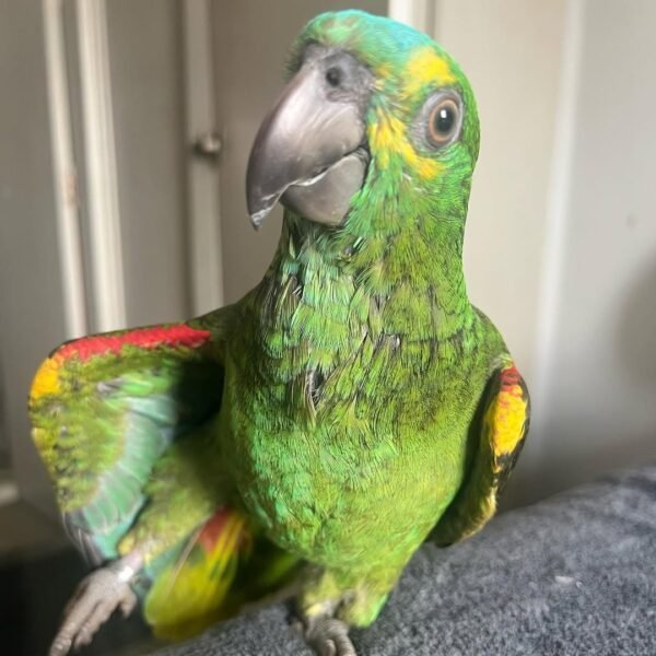 amazon parrots for sale