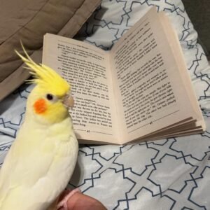 Whiteface cockatiel birds for sale
