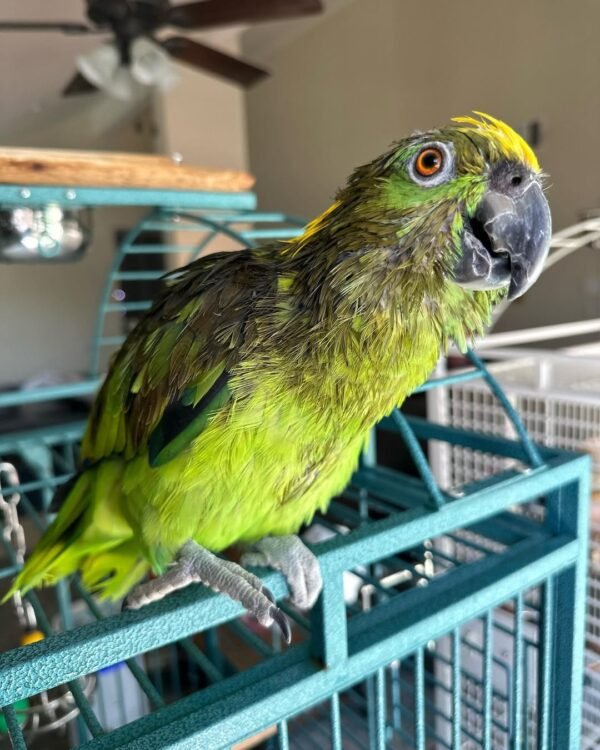 amazon parrot chicks for sale