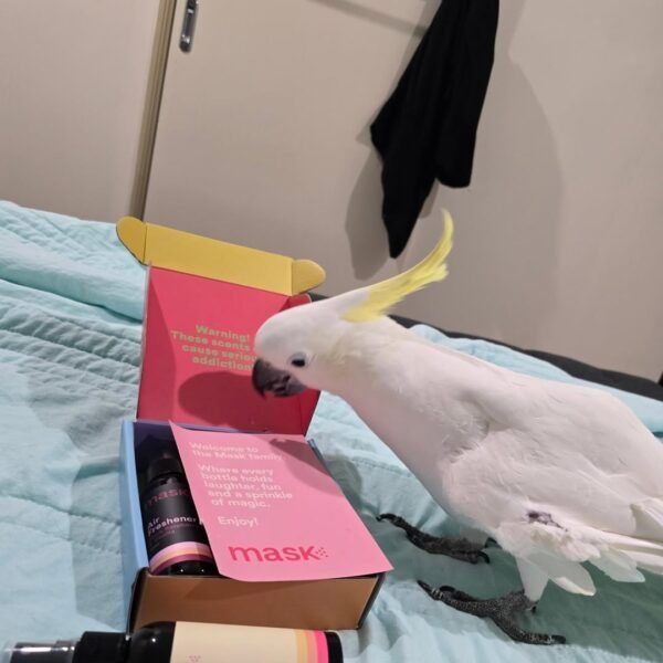 Moluccan Cockatoo parrots for sale