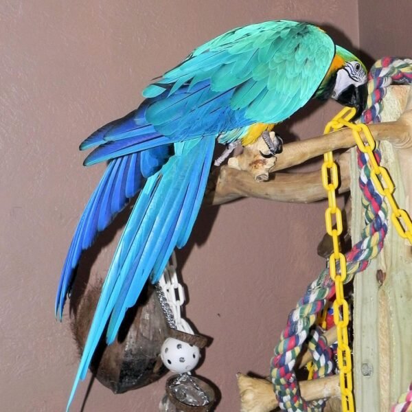 Military Macaw parrots for sale
