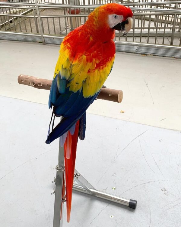 Glaucous Macaw parrots for sale
