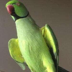 Ringneck parakeet Parrots for sale