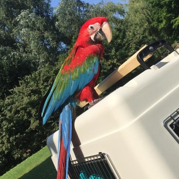 mini macaw parrots for sale