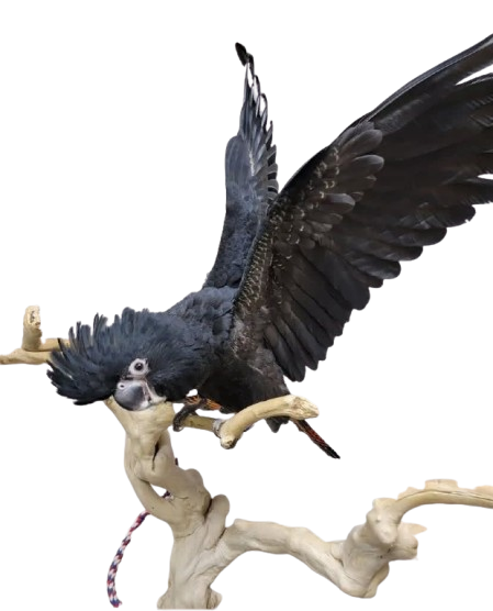 Amazon Parrots