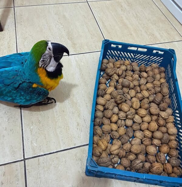 macaw parrots for adoption
