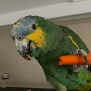 Cuban Amazon parrots for sale