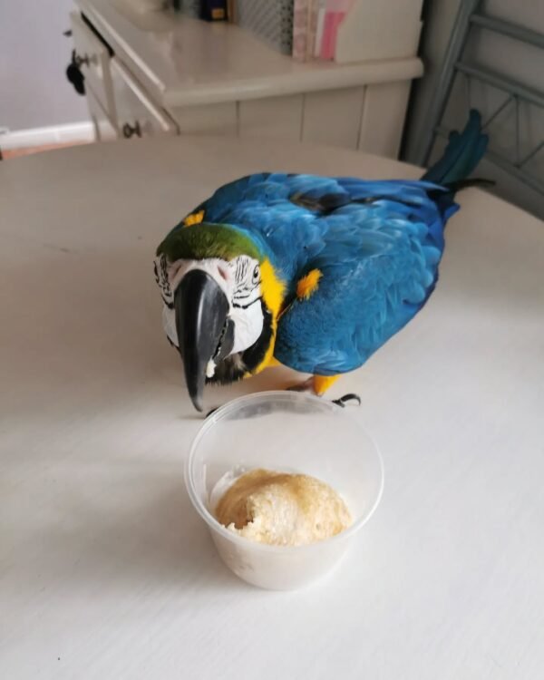macaw birds for sale near me
