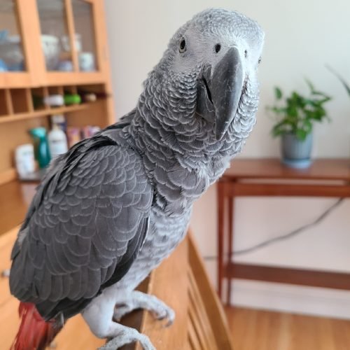 find parrots for sale find parrots for sale